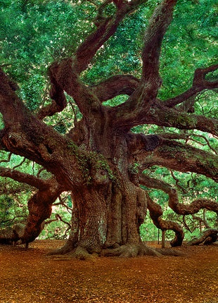 Angel Oak