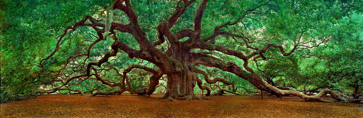 Angel Oak