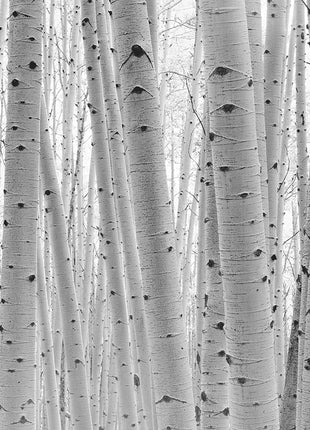 Aspen Forest