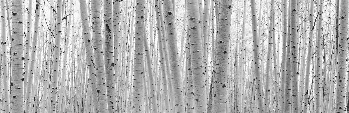 Aspen Forest