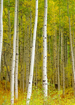 Aspen Highlands color