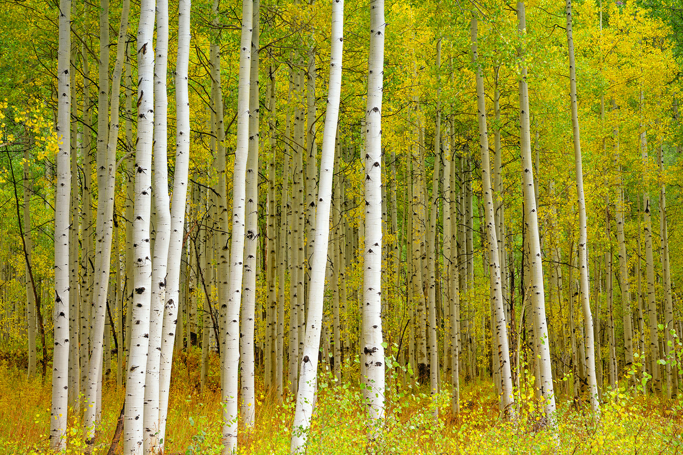 Aspen Highlands color