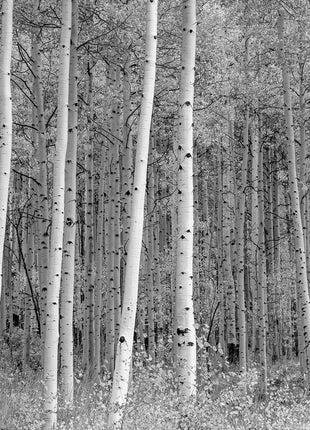 Aspen Highlands