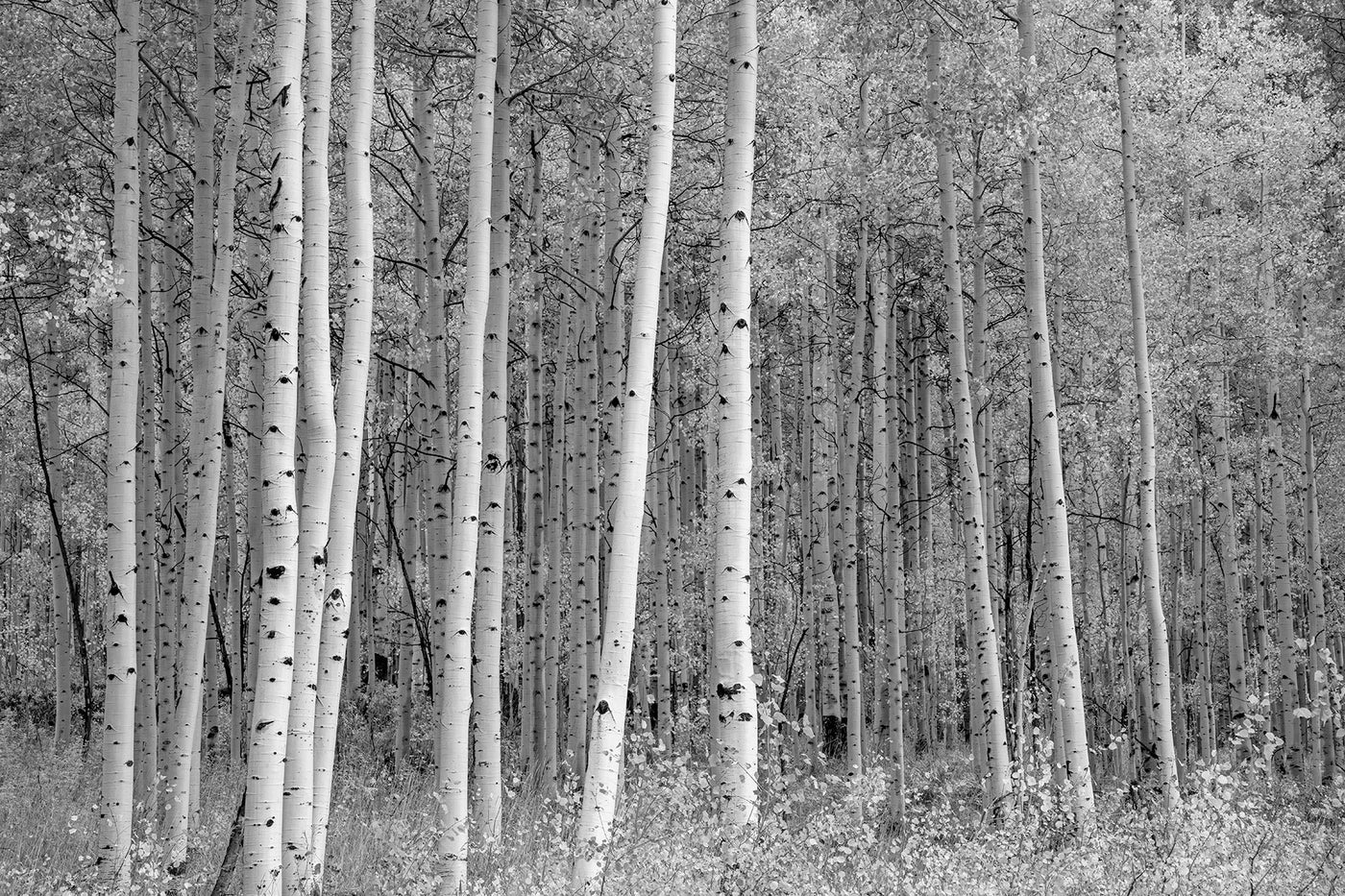 Aspen Highlands
