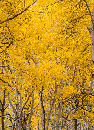 Aspen Splendor