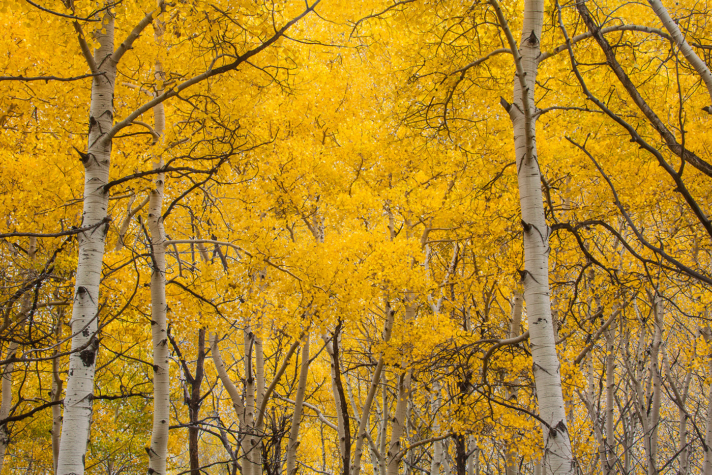 Aspen Splendor