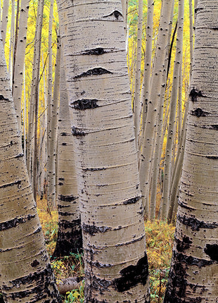 Aspens in Atumn