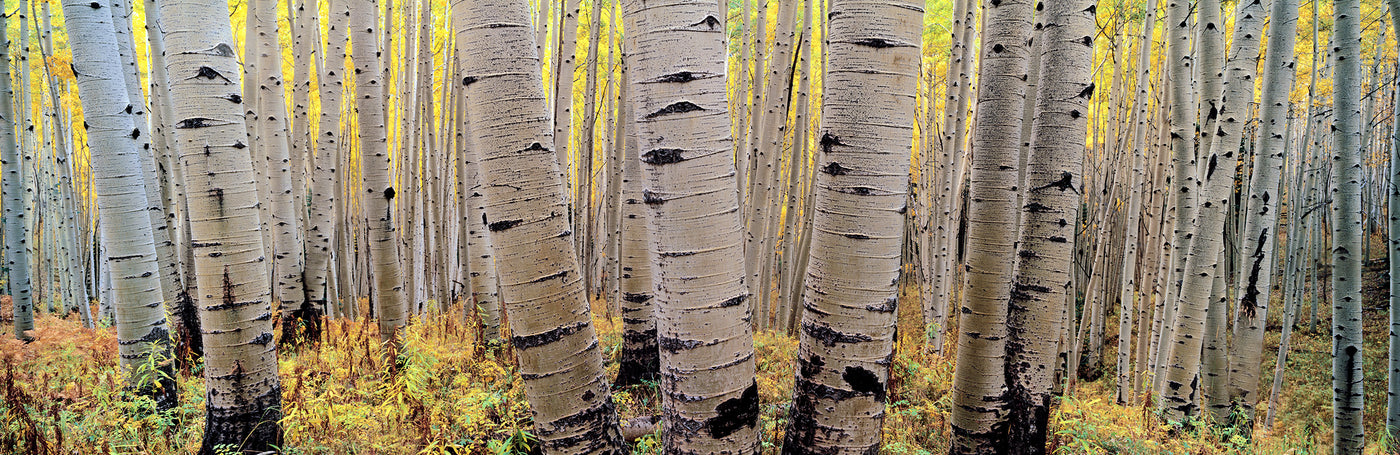 Aspens in Atumn