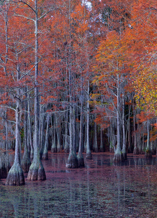 Atumn Cypress