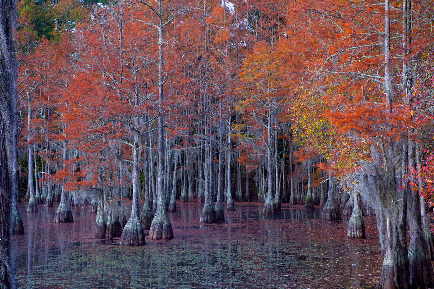 Atumn Cypress