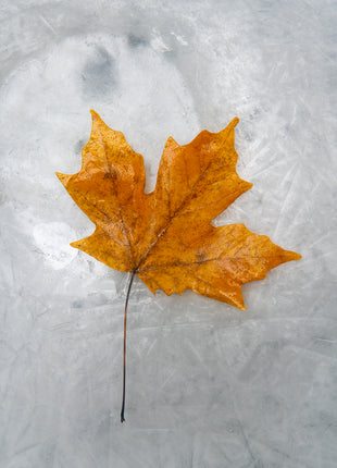 Autumn Flame