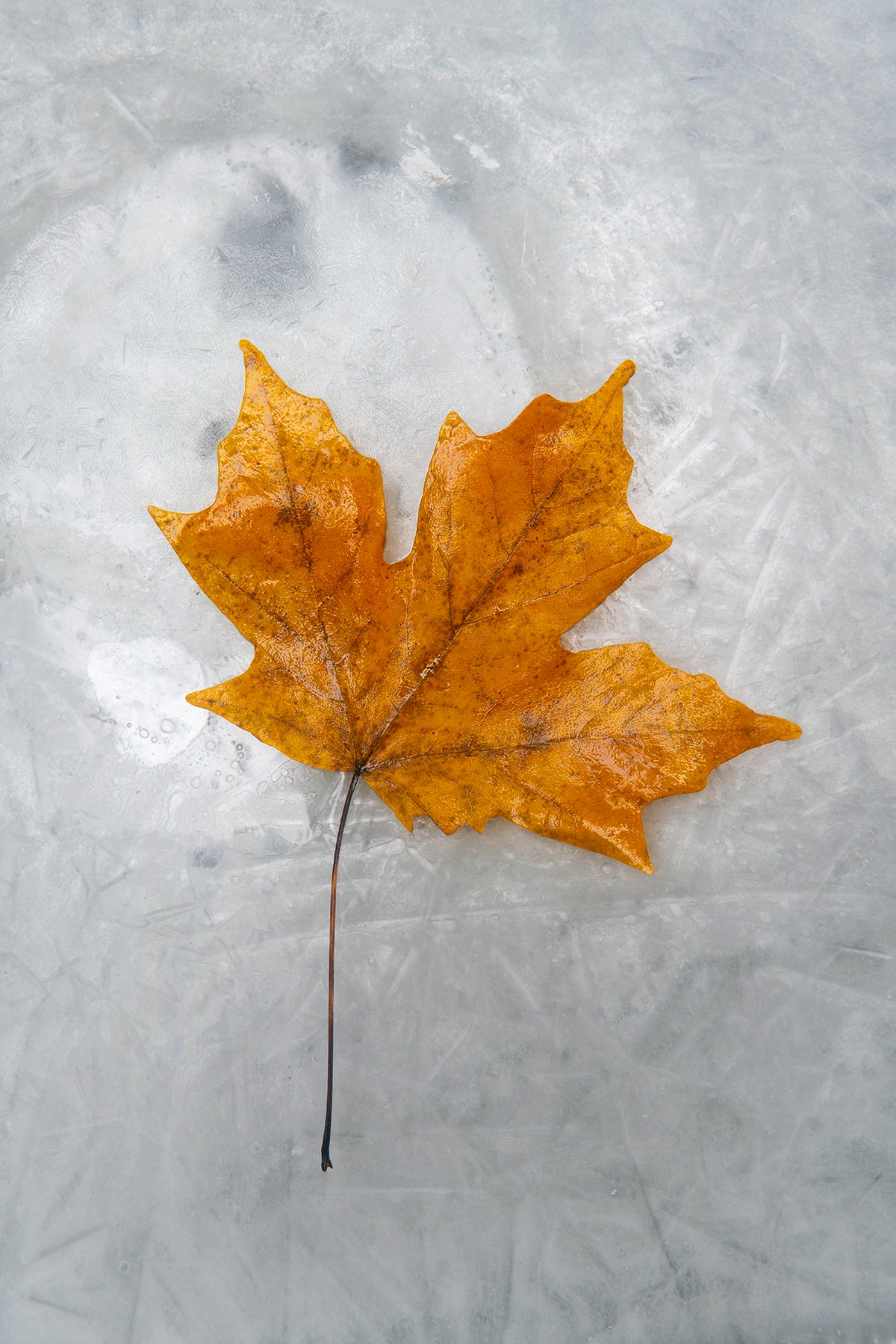 Autumn Flame