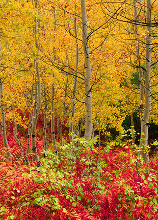 Autumn Glory