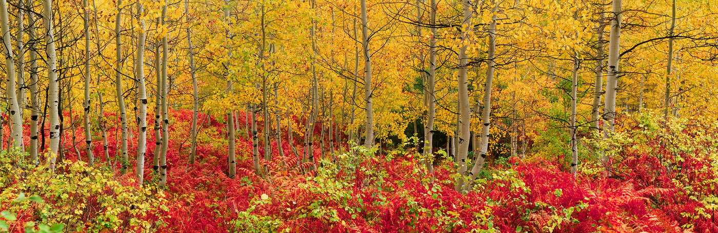Autumn Glory