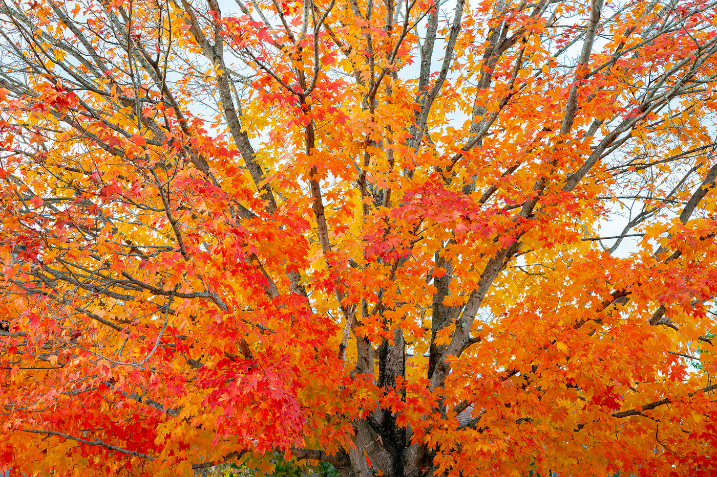 Autumn Serenade