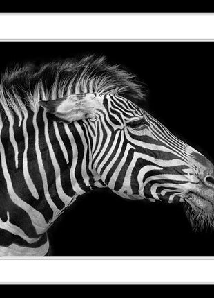 The Old Zebra