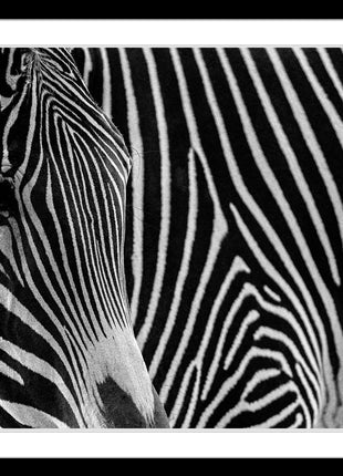 Zebra 3