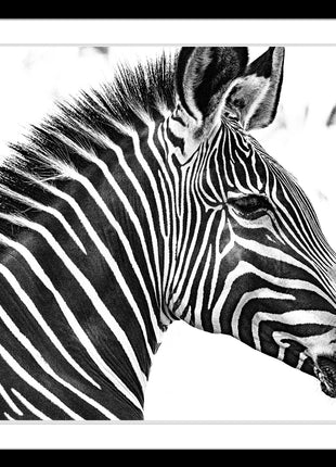 Zebra 2