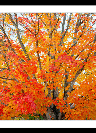 Autumn Serenade