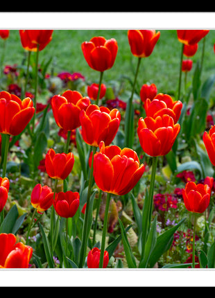 Tulips