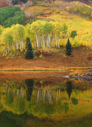 Beaver Pond
