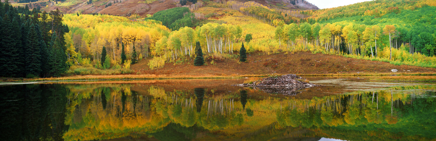 Beaver Pond