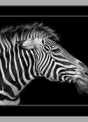 The Old Zebra