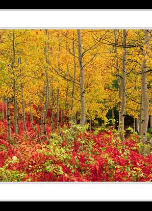 Autumn Glory