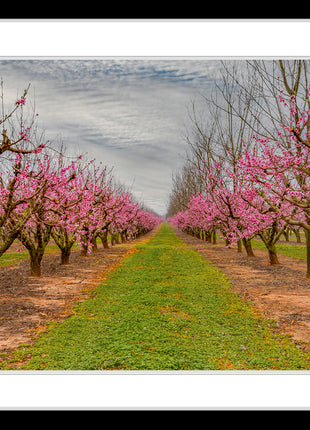 Blossom Trail