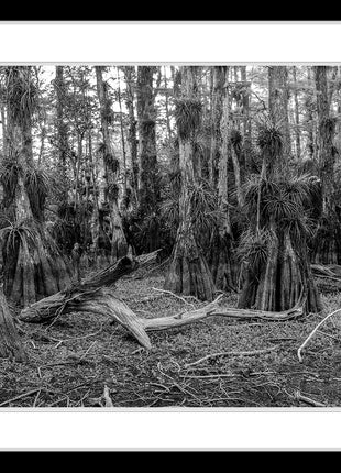 Cypress Dome