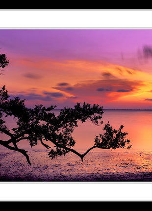 Evening Glory