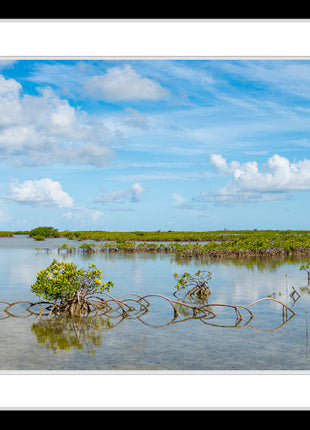 Key Mangrove