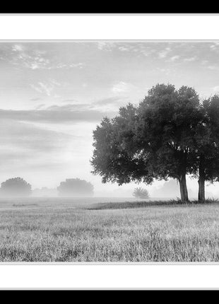 The Clearing Black and White