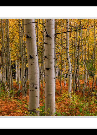 Crested Butte