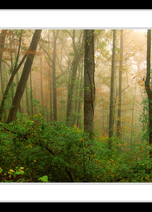Sacred Forest