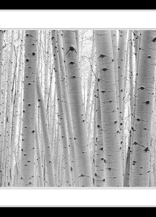 Aspen Forest