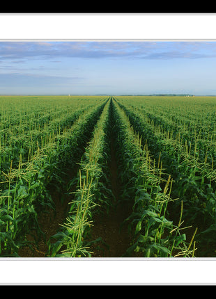 The Corn Field