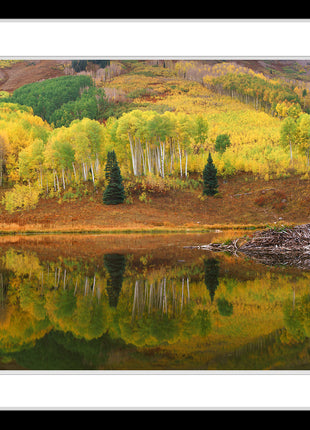 Beaver Pond