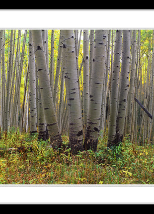 Colorado Gold