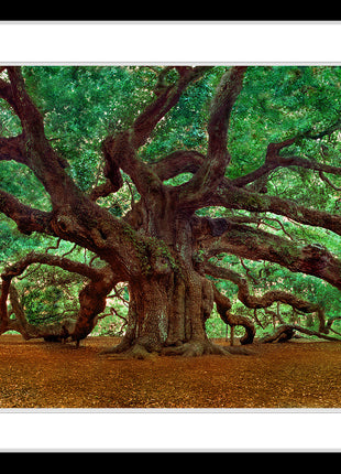 Angel Oak