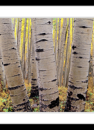 Aspens in Atumn