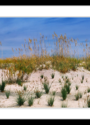 Sea Oats