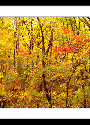 Red Forest