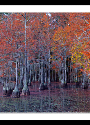 Atumn Cypress