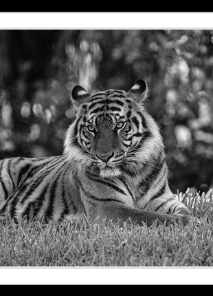 The Tiger