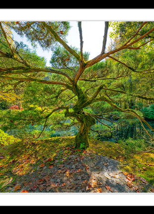 Tree of Wisdom