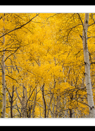 Aspen Splendor