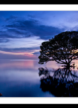 Dreamscape