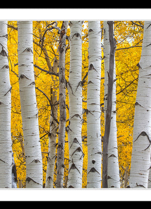 Seasons Glow