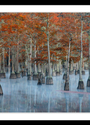 Painted Cypress